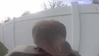 mourning dove
