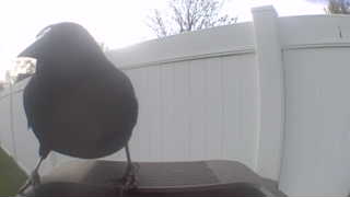 american crow