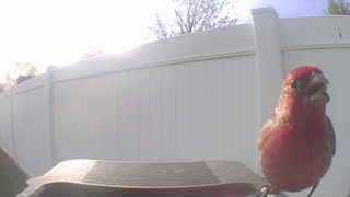 purple finch