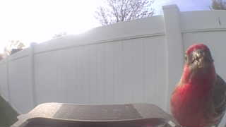 house finch