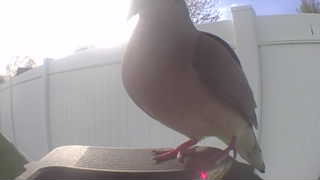 mourning dove