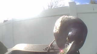 american crow