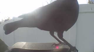 american crow
