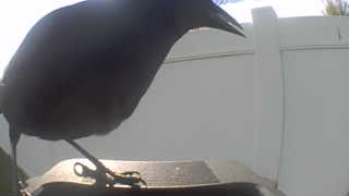 american crow