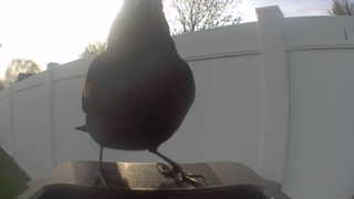 european starling