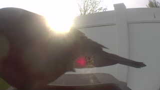 american crow