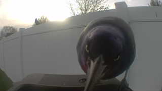 common grackle