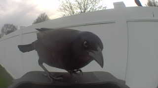 common grackle