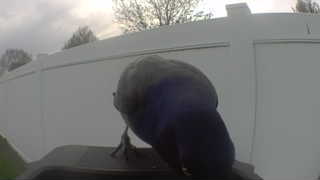 common grackle