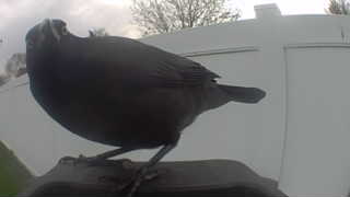american robin