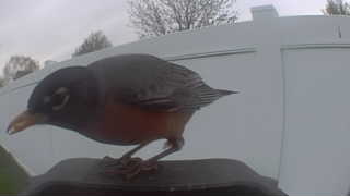 american robin