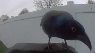common grackle