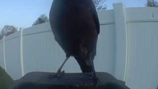common grackle