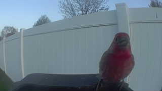 house finch