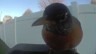american robin