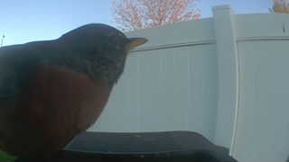 american robin