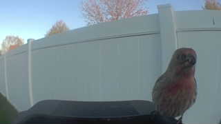 house finch