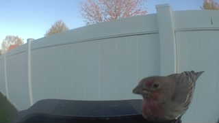 house finch
