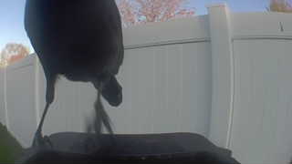 american crow
