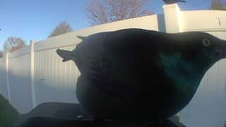 common grackle