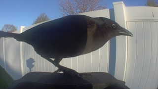 brewer's blackbird