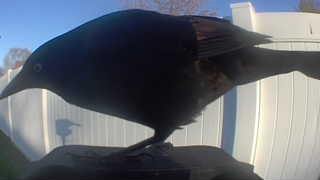 common grackle