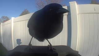 american crow
