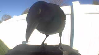 american crow