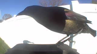 common grackle