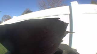Unidentified clip