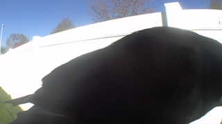 american crow