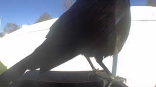 american crow
