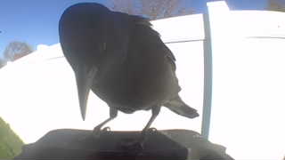 common grackle