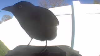 american crow