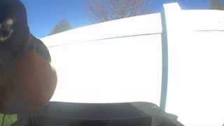 american robin