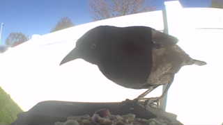 brown-headed cowbird
