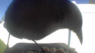 american crow