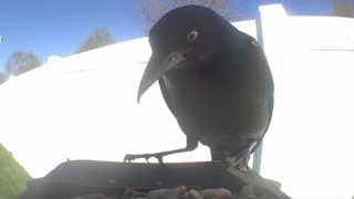 common grackle