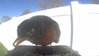 american robin