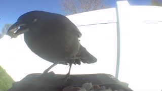 american crow