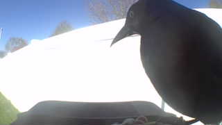 common grackle