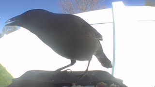 common grackle