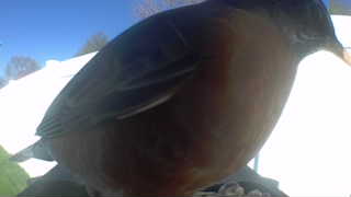 american robin