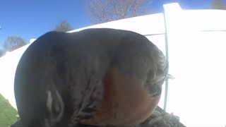 american robin