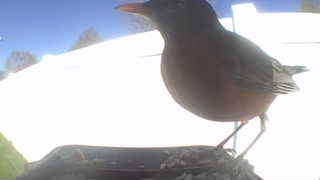 american robin