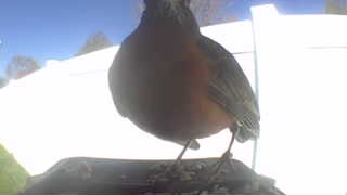 american robin
