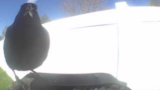 common grackle