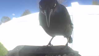 common grackle