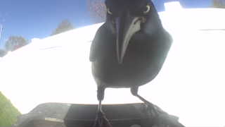 common grackle