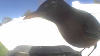 american robin